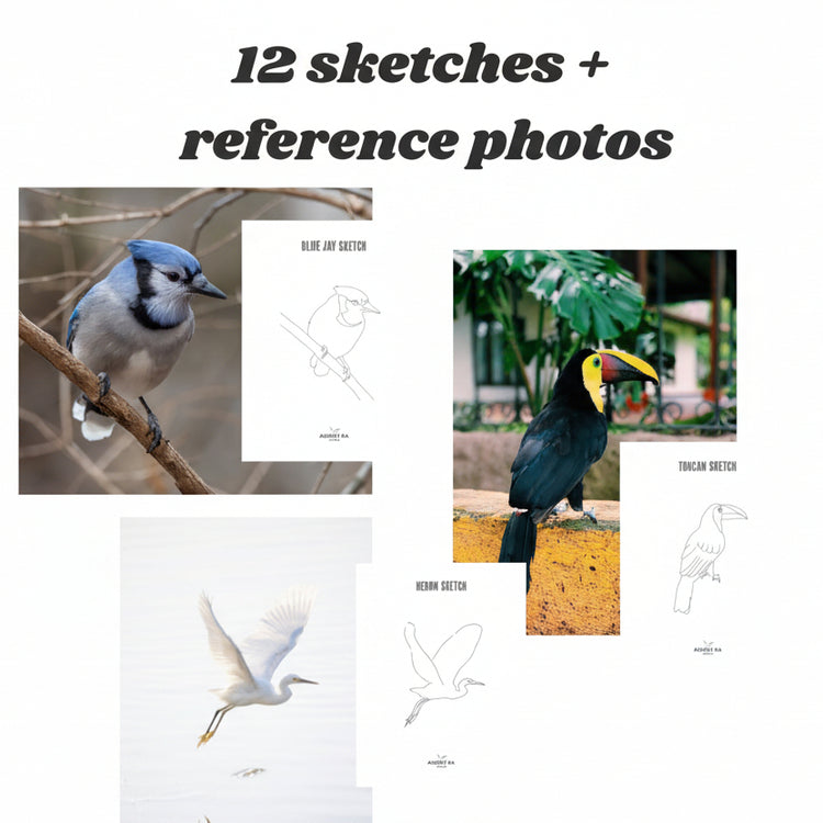 12 Bird Sketches