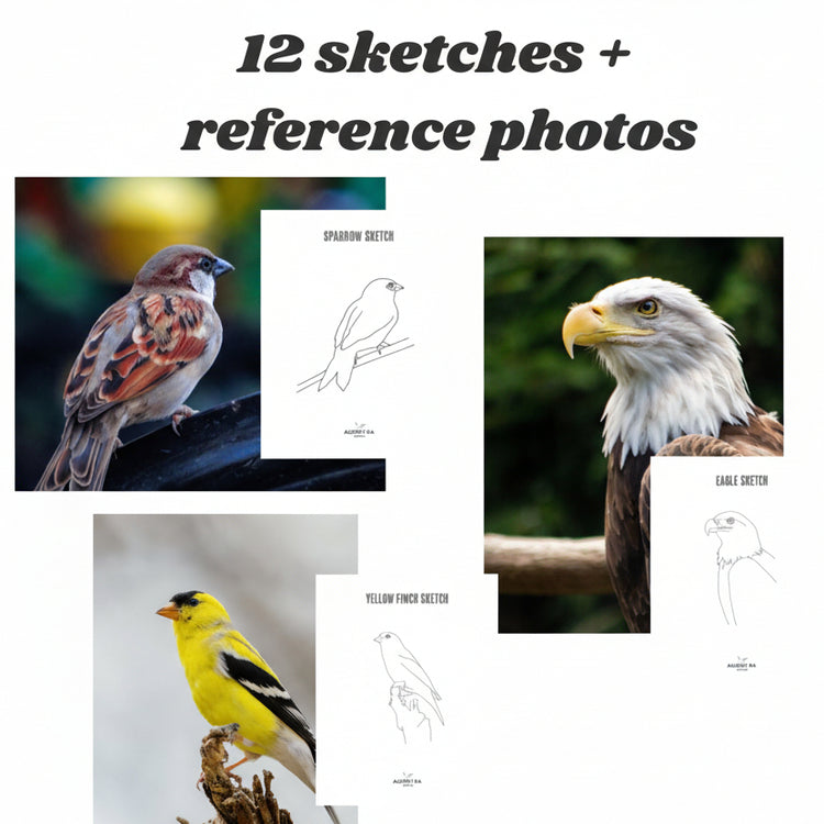 12 Bird Sketches