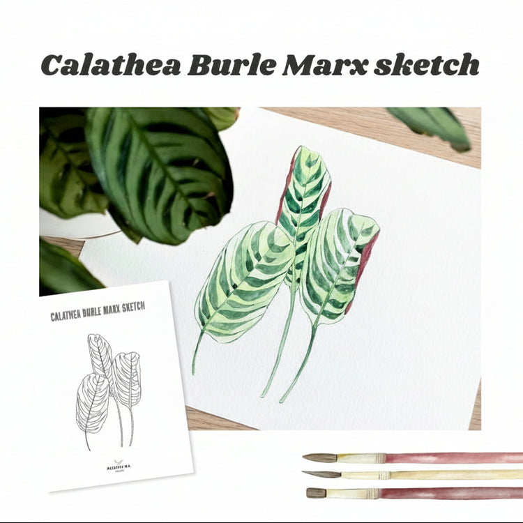 Calathea Burle Marx Sketch