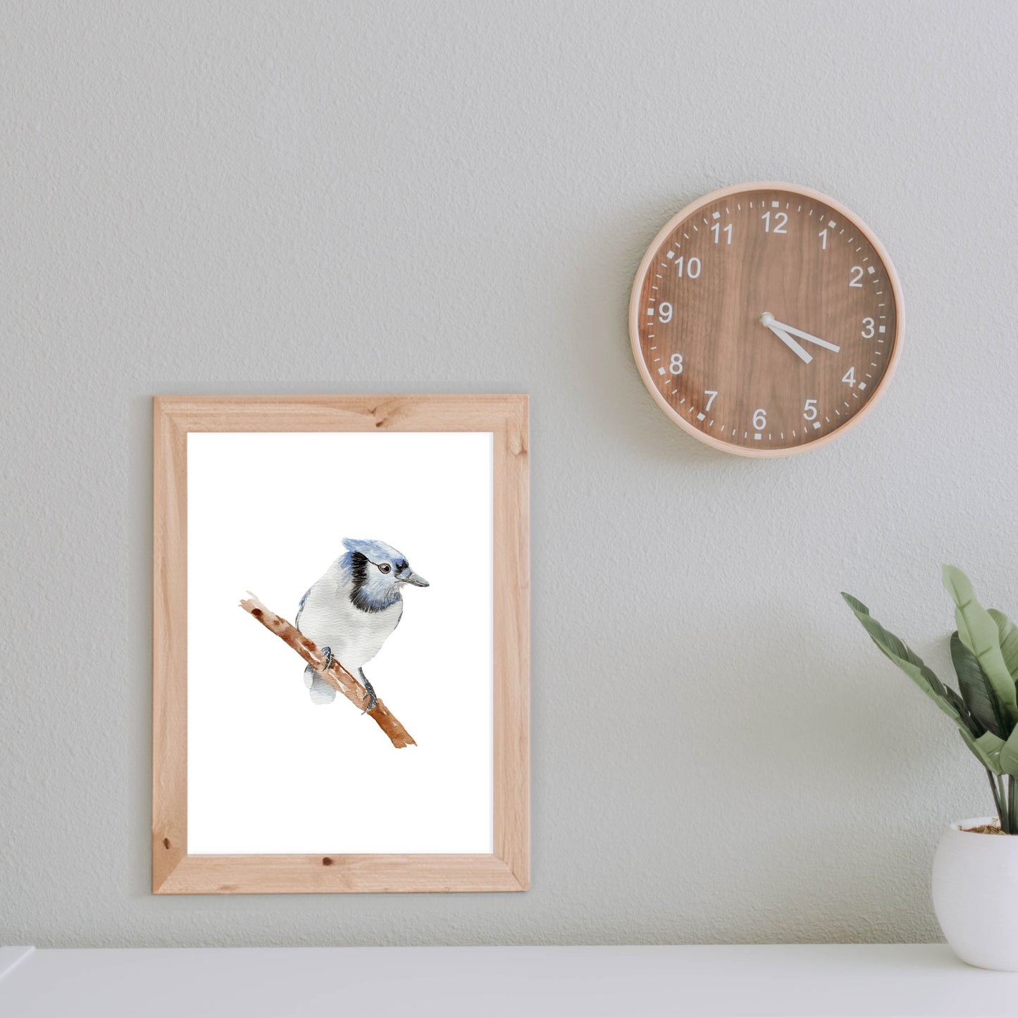 blue jay art print