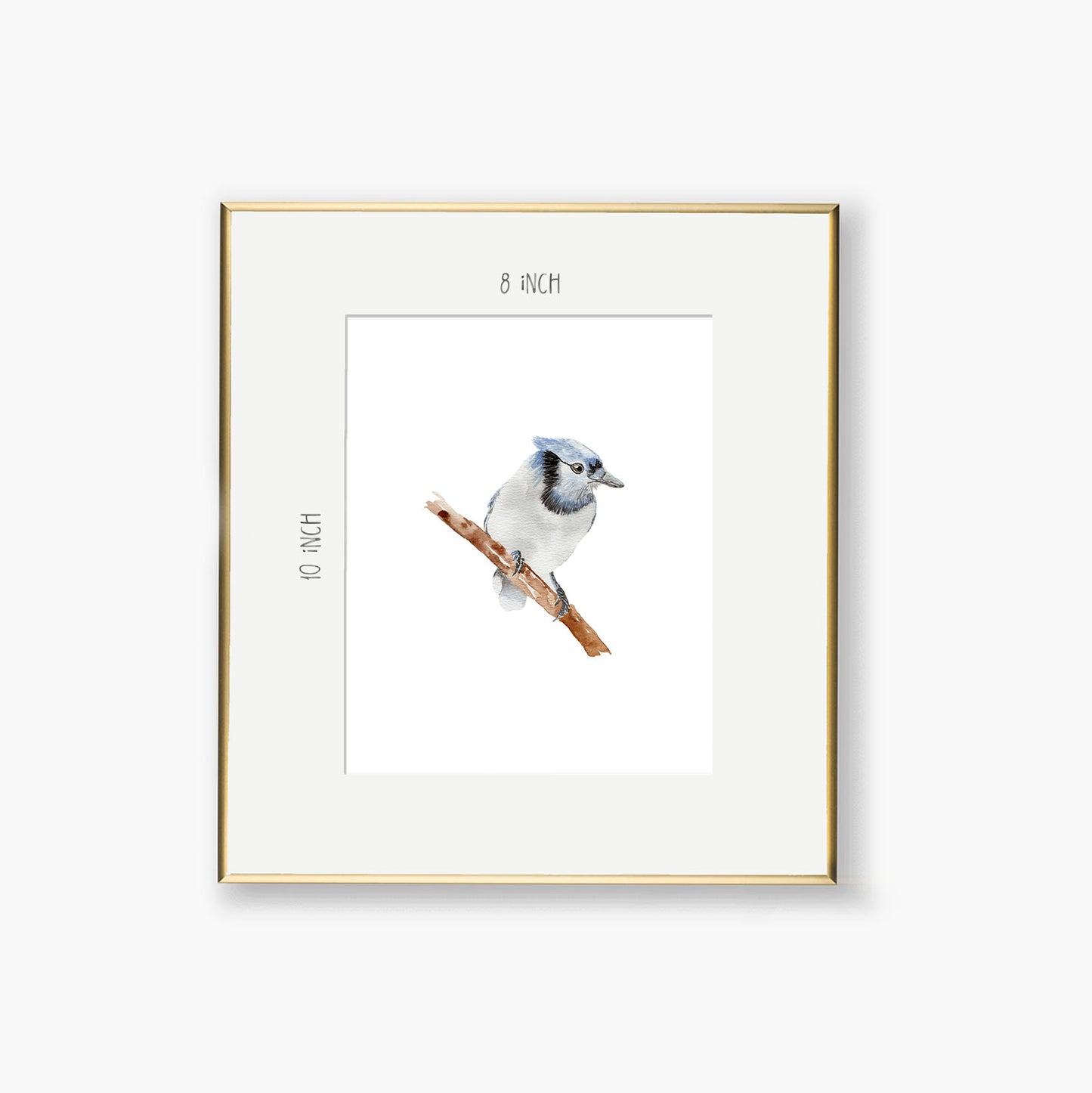 blue jay art print