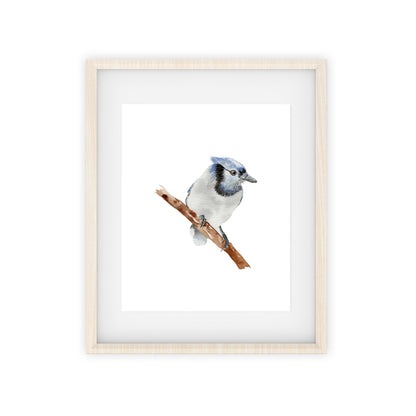 blue jay art print