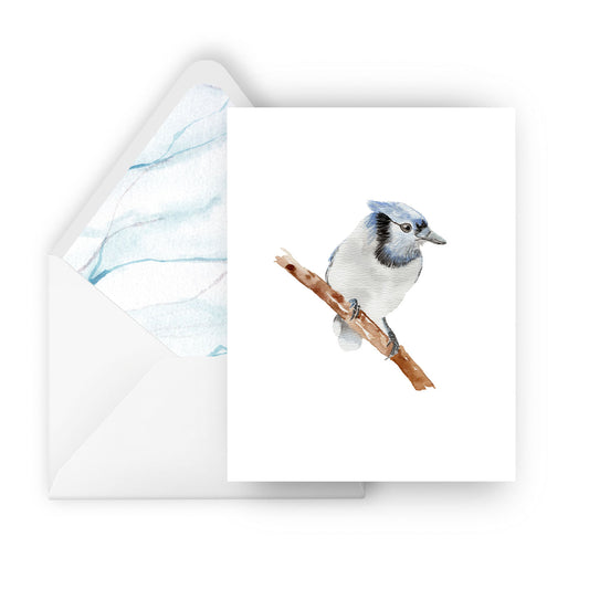 blue jay greeting card