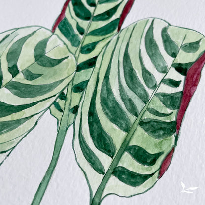 Calathea Burle Marx Sketch