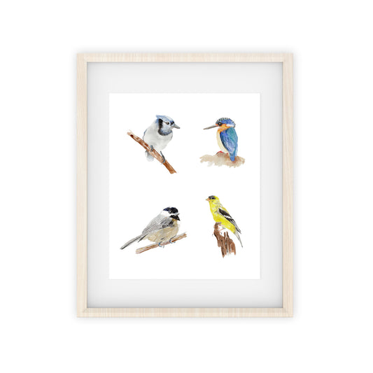 four birds art print: blue jay, kingfisher, chickadee, yellow finch
