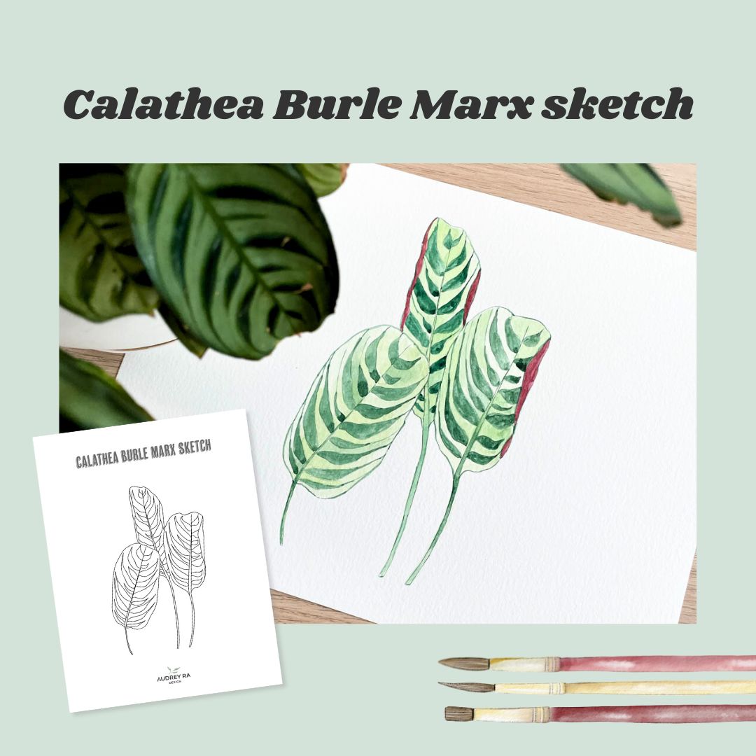 Calathea Burle Marx Sketch